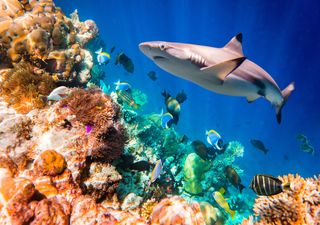 Why are sharks deserting their coral reef homes?