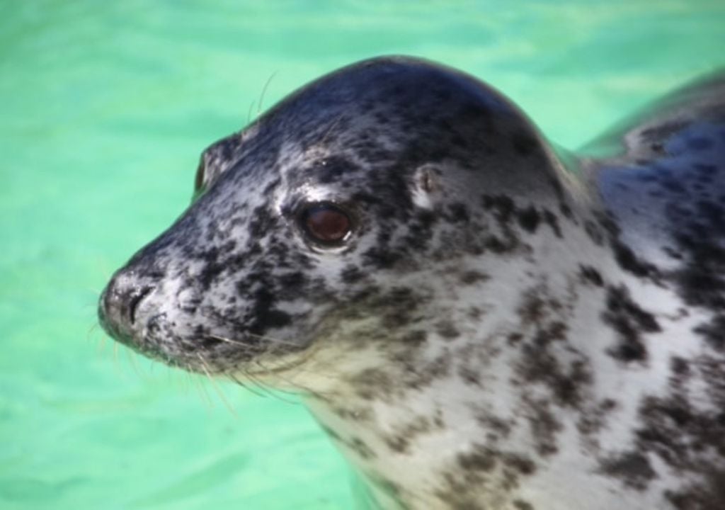 Why don’t seals drown?