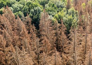 Why are Europe's forests turning brown in summer?