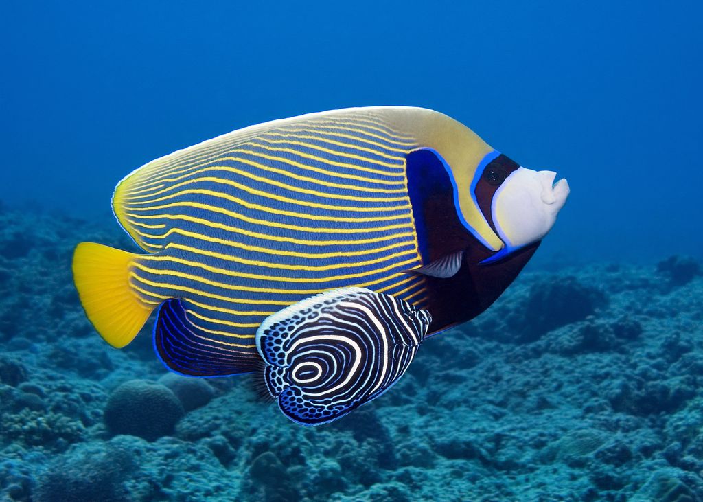Why Tropical Animals Are So Colorful New Study Reveals What Drives 