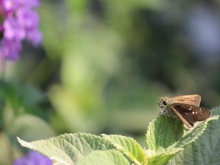 Why weather matters to moths in Britain