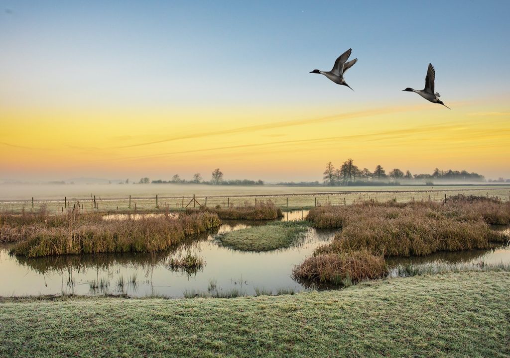 Many bird species flock to UK wetlands such as pintail ducks.