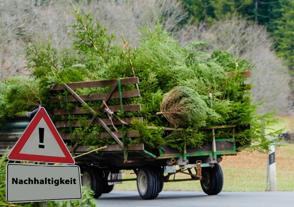 Nachhaltigkeit, Weihnachtsbaumentsorgung, Hochwasserschutz