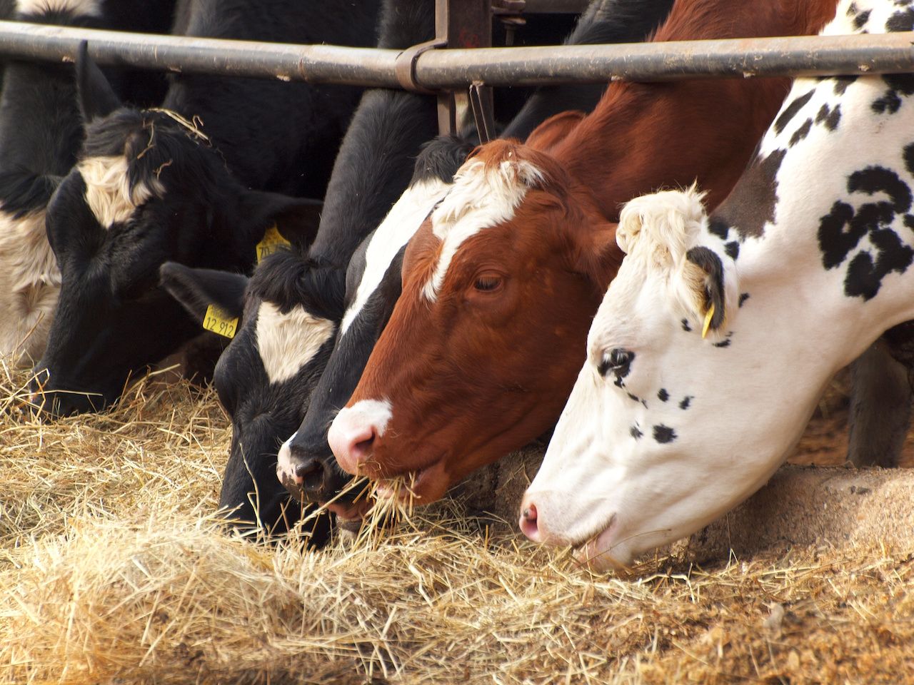 Valiente Dinamarca: Planificación para introducir un impuesto al CO2 sobre las emisiones agrícolas para 2030