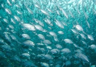 ¿Puede el océano garantizar el suministro de alimentos del futuro? Por eso las especies acuáticas deben protegerse