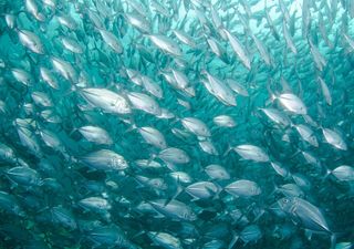 Wie der Ozean künftig unsere Ernährung sichern kann: Darum sind aquatische Lebensmittel laut UNESCO-Bericht notwendig