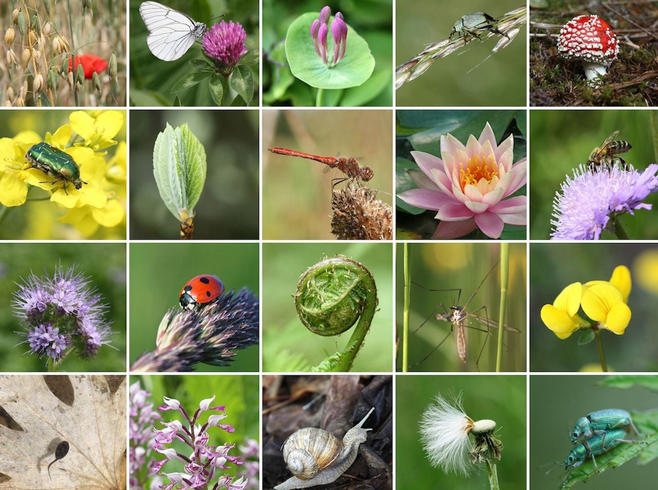Die Erderwärmung gefährdet die Biodiversität