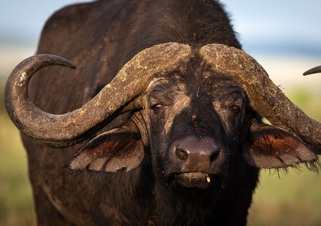 Afrikanischer Büffel (Syncerus caffer) in Tansania. Afrikanischer Büffel (Syncerus caffer) in Tansania.