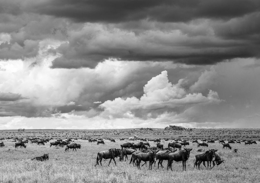 Gnu (Connochaetes taurinus) in der Savanne Tansanias. Gnu (Connochaetes taurinus) in der Savanne Tansanias.