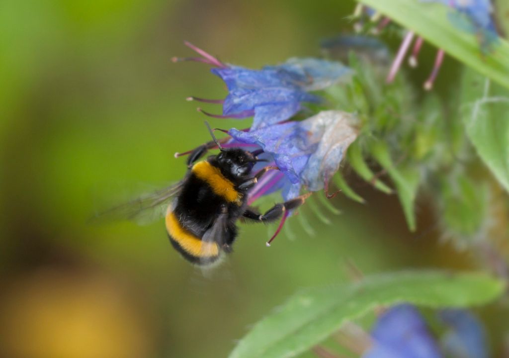 Eine Hummel auf der Suche nach Nektar an einer Blüte. Bild: Anna Stöckl