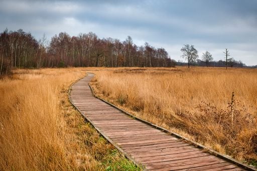 Wie in Skandinavien: In diesem Moor in NRW wachsen sogar fleischfressende Pflanzen