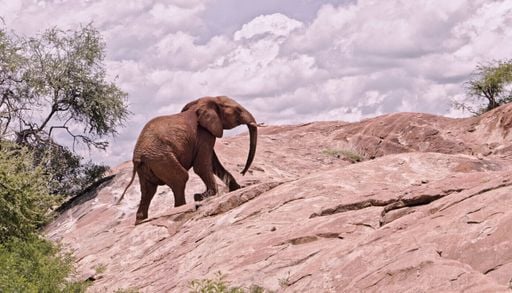 Wie kamen Hannibals Elefanten &uuml;ber die Alpen? Forscher berechnen g&uuml;nstigste Route am Energiebedarf der Tiere