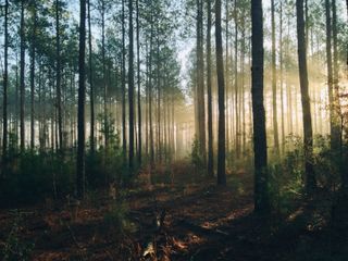 Wie toll ist doch der Wald – Teil 1!