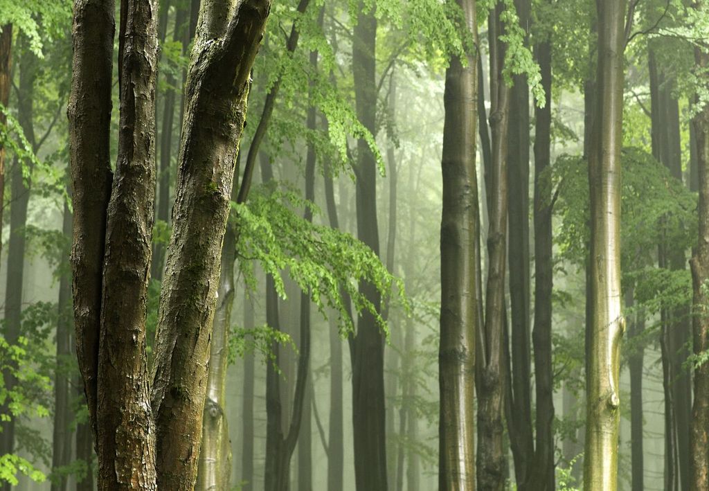 Baumstämme im Regen