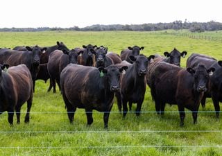 Cómo el pastoreo de ganado puede influir en el cambio climático: los sorprendentes resultados de un nuevo estudio
