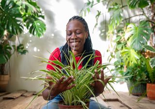 Wie viel Wasser braucht ein Chlorophytum? Entdecke die 5 Geheimnisse für perfekte Pflege