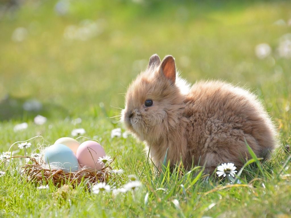 Schwitzt der Osterhase? Schwitzt der Osterhase?