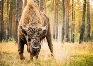 Wild bison return to UK for first time in thousands of years