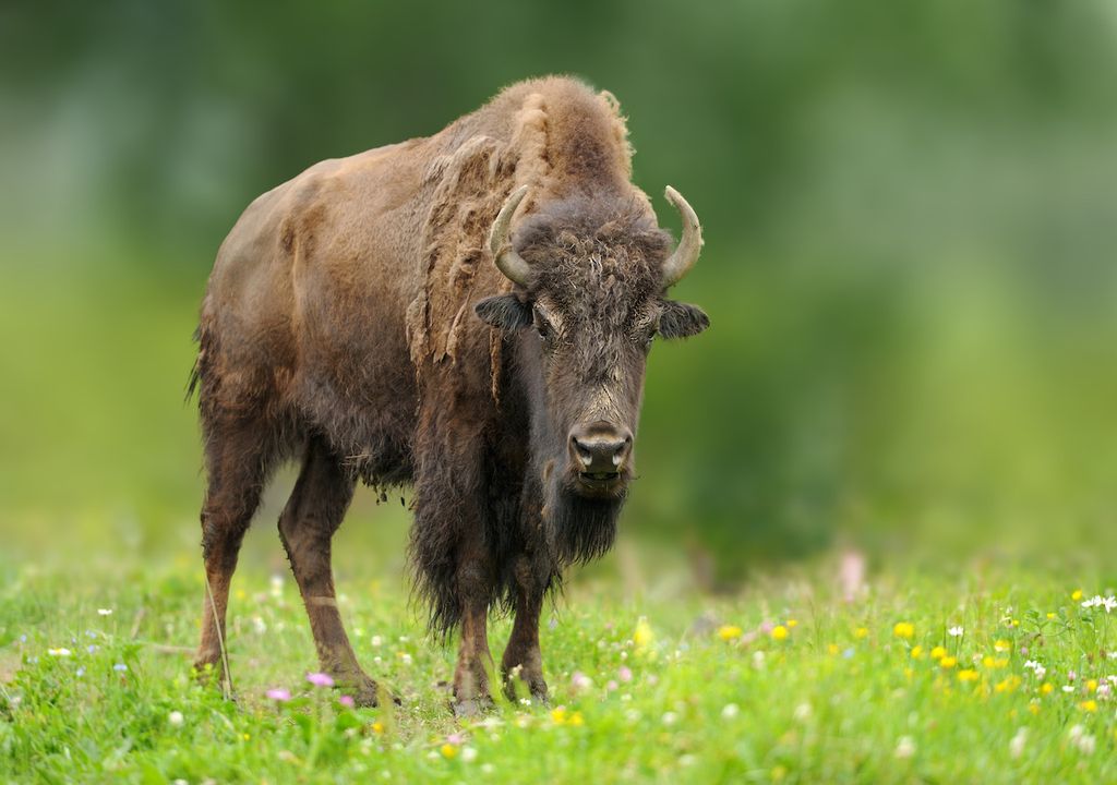 European bison.