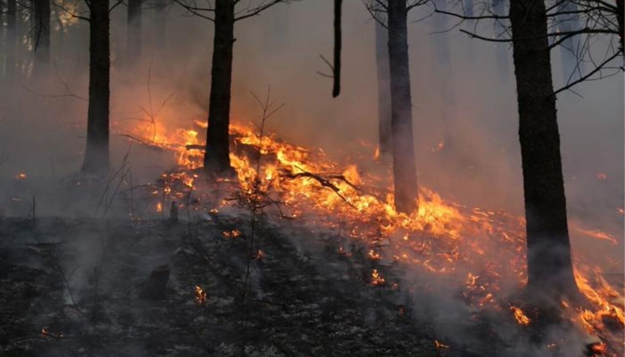 Imagen de un incendio forestal. Crédito: Tongxin Hu.