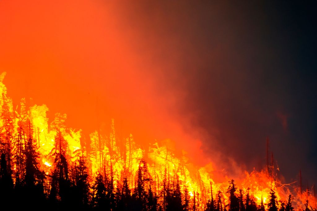 Incendios forestales, un bosque quemándose