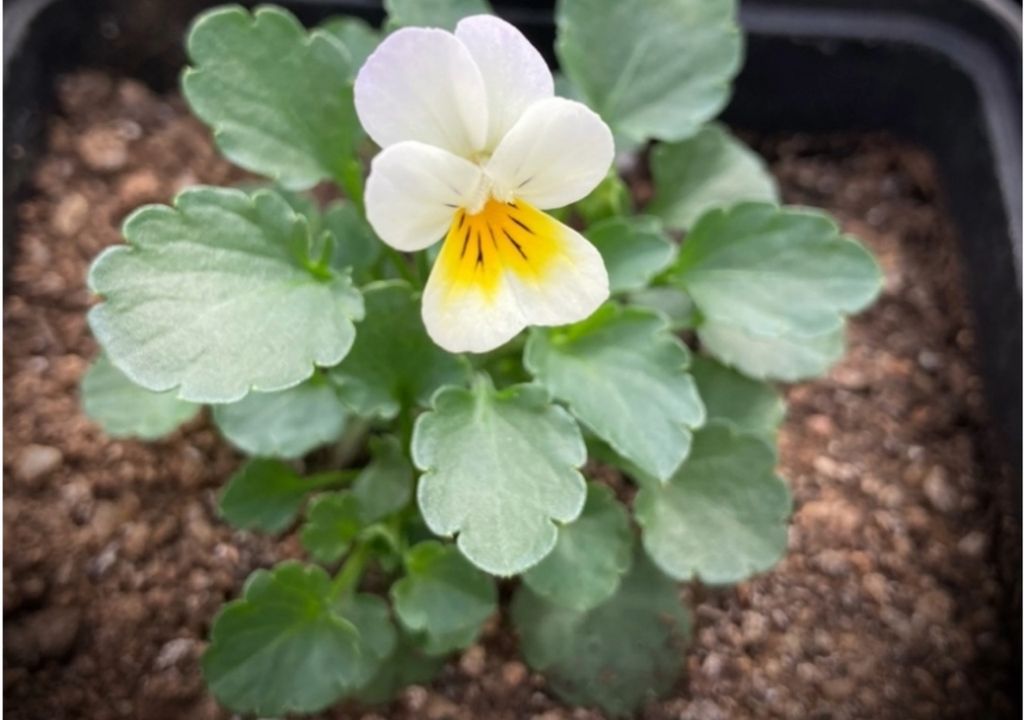 Wildflowers turn to self-fertilisation due to lack of pollinators