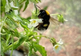 Wildflowers turn to self-fertilisation due to lack of pollinators