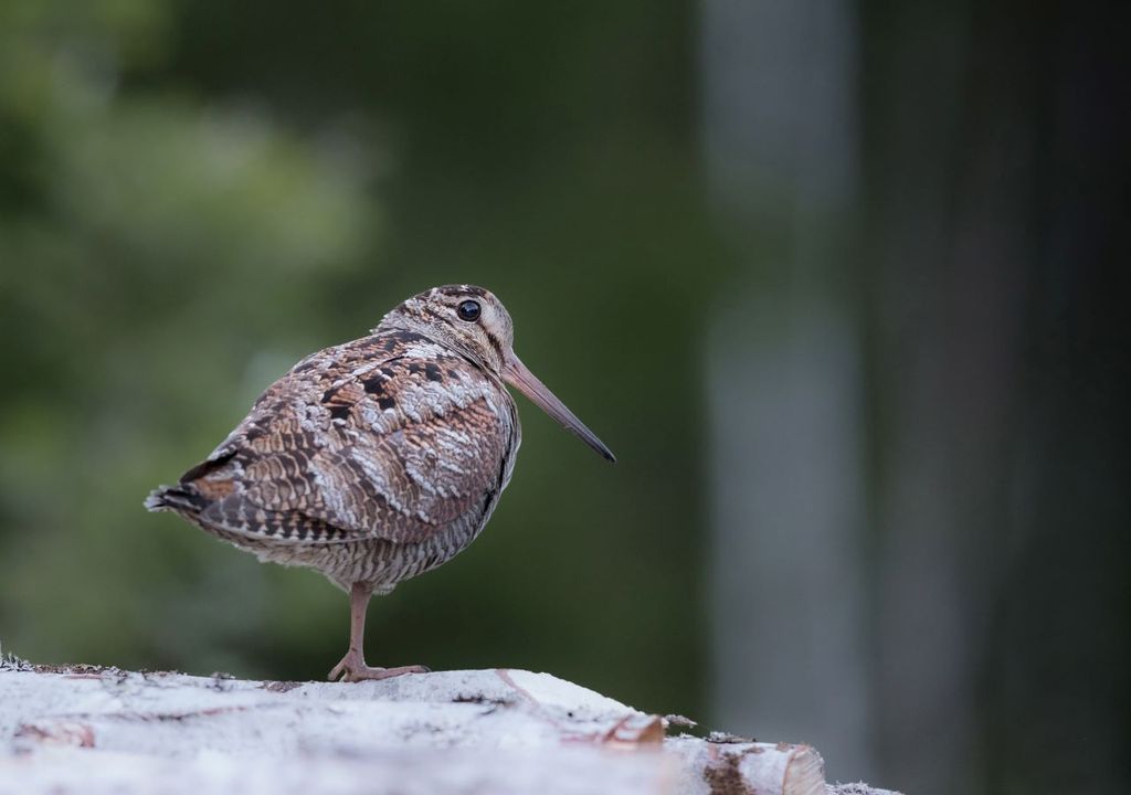 Nature is not always better off in protected areas