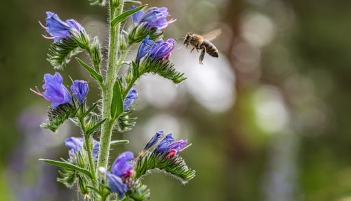 Wildpflanze des Jahres 2026: Warum der Natternkopf unbedingt noch im Mai ausges&auml;t werden sollte