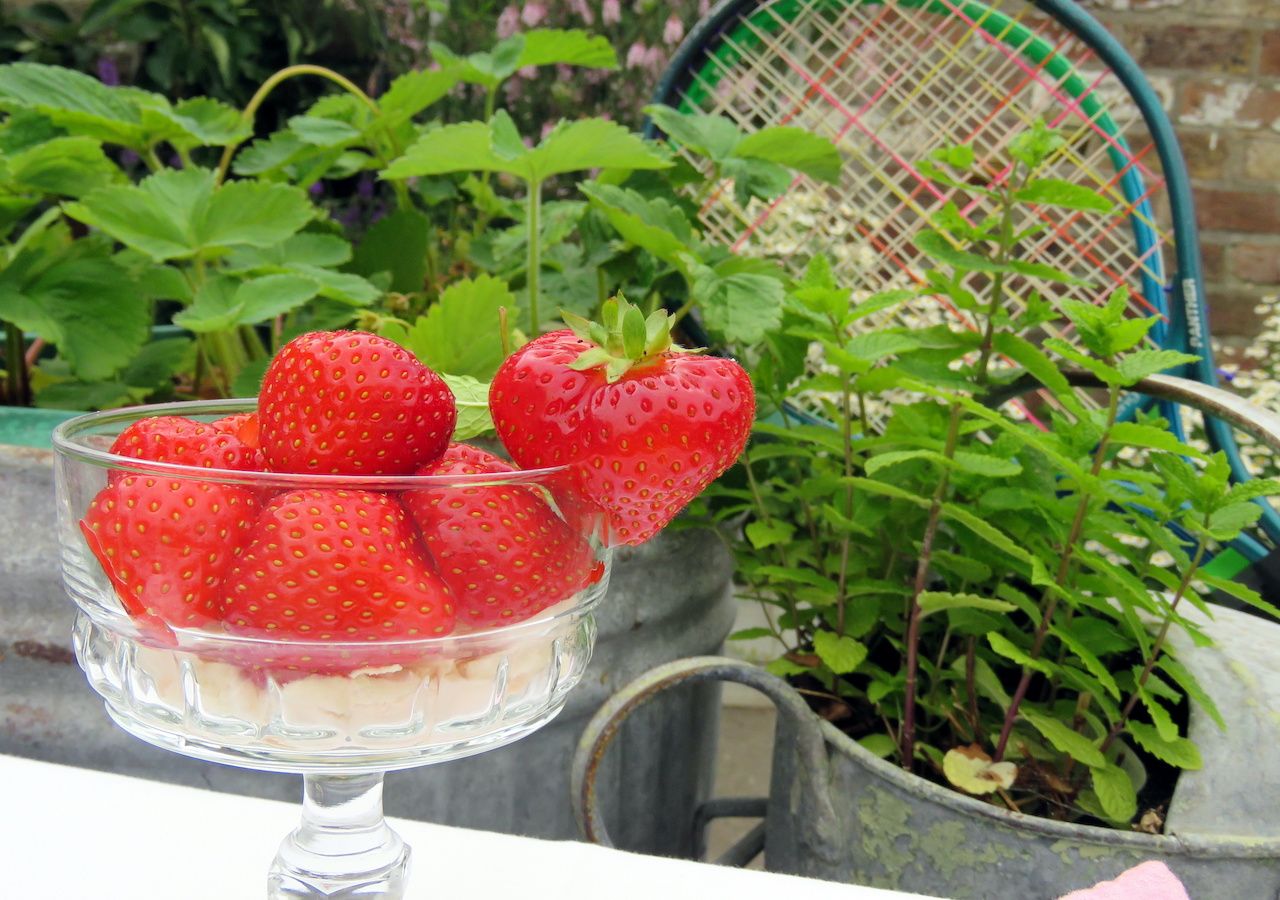 Warum der Chefgärtner von Wimbledon Kaffeesatz aus der Personalküche