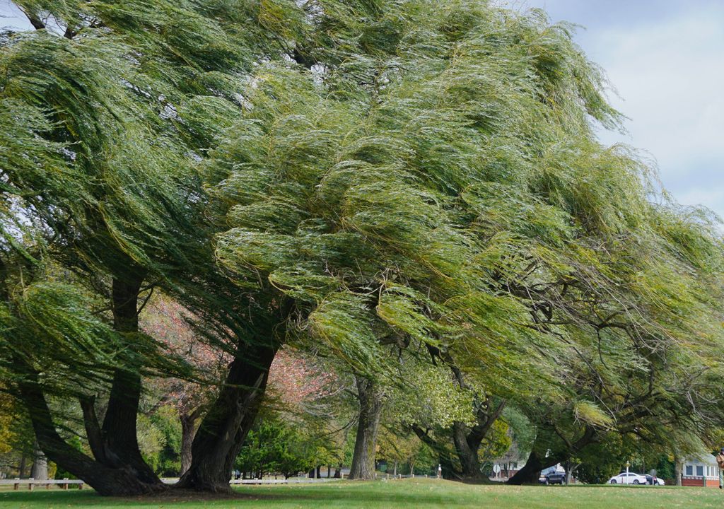 Wind in the trees