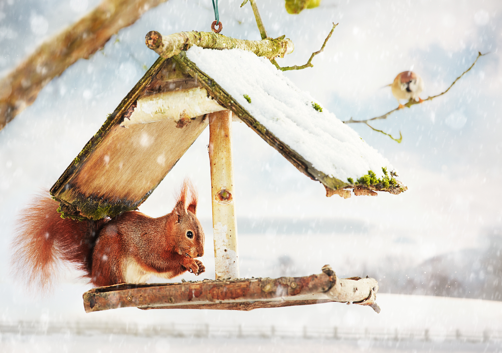 Winterhilfe, Eichhörnchen, Kohlmeise, Futterstellen, Nahrung, Körnchen, kalten Tage