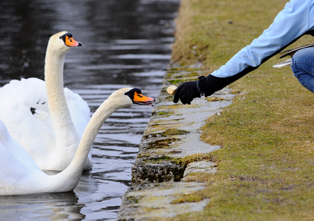 Füttern, Schwäne, Wasservögel, Deutschland, verboten, Bußgeldern, 1.000 Euro