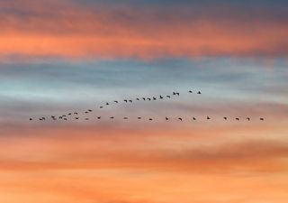 Winter is coming - How do UK birds prepare?