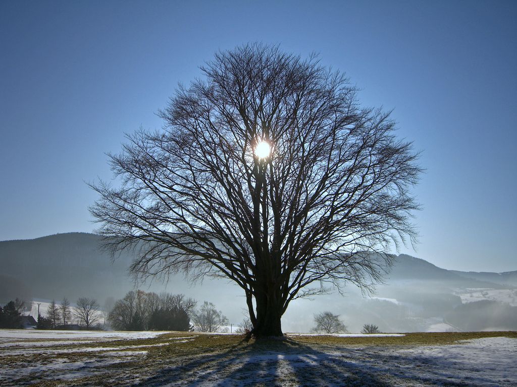 sun in winter