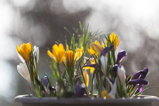 Winter oder Frühling - Wie geht der Februar weiter?