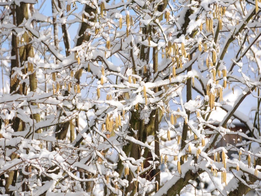 Spätwinter bremst Pollen aus Spätwinter bremst Pollen aus