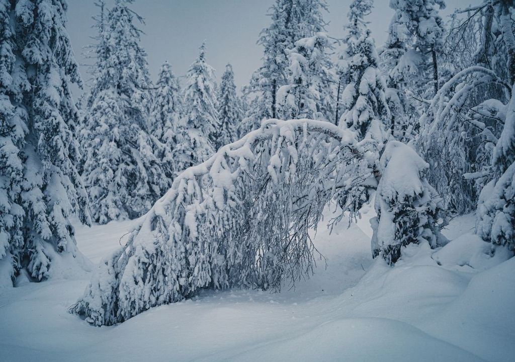 Fällt im Oktober schon viel Schnee, kann das schlimme Auswirkungen haben.