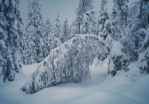 Wintereinbruch im Anmarsch? Kommt jetzt der erste Schnee, droht auf vollen B&auml;umen eine gef&auml;hrliche Kettenreaktion