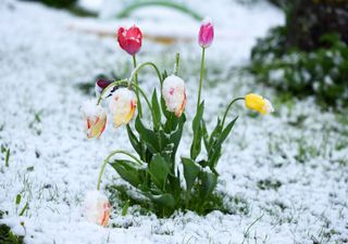 Wintereinbruch mitten im Mai: Schnee und Nachtfrost!