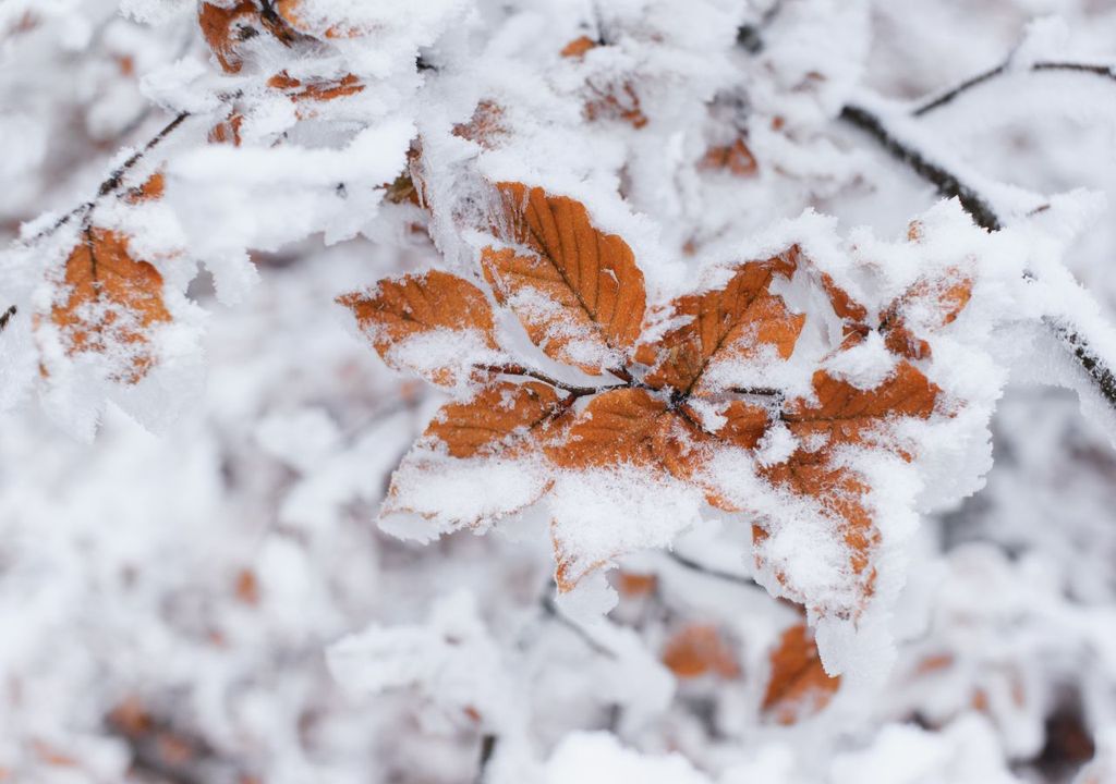 Erster Schnee bis ganz runter Erster Schnee bis ganz runter
