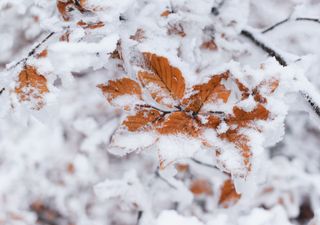 Erster Wintereinbruch: Wann kommt er nach Deutschland?