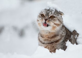 Wintereinbruch am Wochenende: Der Schnee kommt zurück!