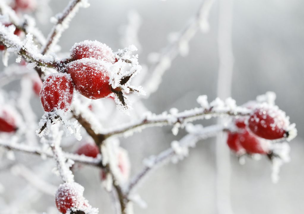 Winterprognose 2020 Winterprognose 2020
