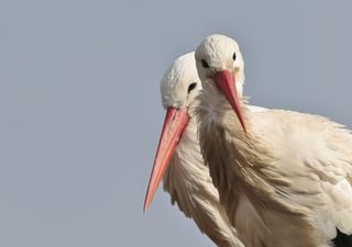 Winterstörche: Immer öfter überwintern Weißstörche in heimischen Gefilden – der NABU ruft zu Meldungen auf