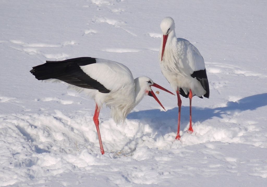 Störche im Schnee Störche im Schnee