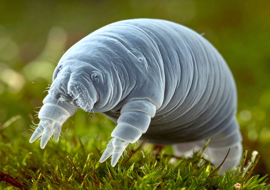 Symbolbild, Bärtierchen, Tardigrade, Ramazzottius kretschmanni, Hitze, Frost, Allflug