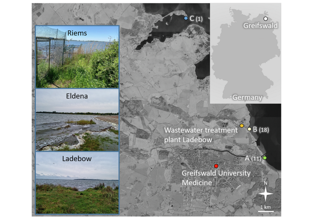 Die Karte zeigt Greifswald. Die Probenahmestellen sind in Eldena (Standort A) und Ladebow (Standort B) sowie Riems (Standort C). Bild: Lübcke et al., 2024