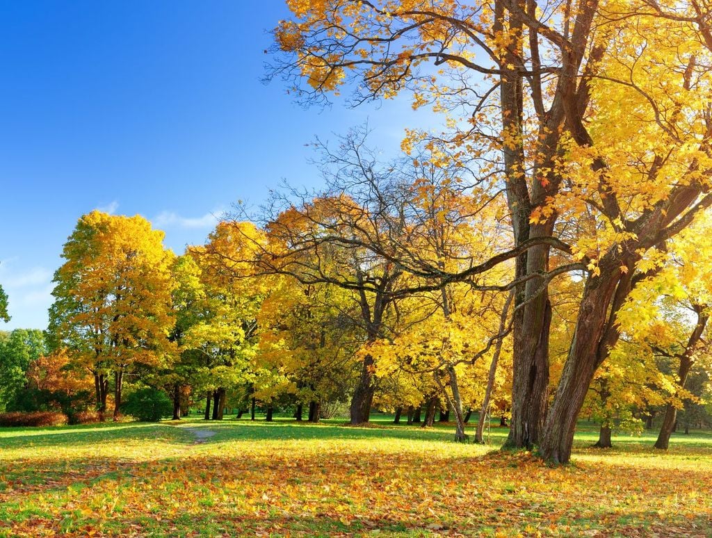 herbst, deutschland, sommer