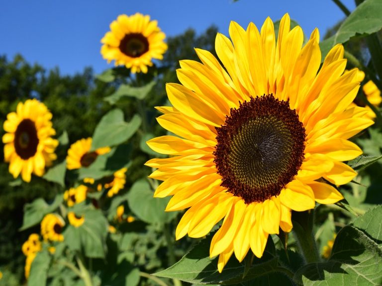 Sommer 2019 Sommer 2019